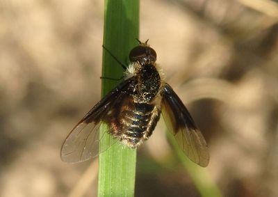 Ogcodocera leucoprocta; White-face Bee Fly; female