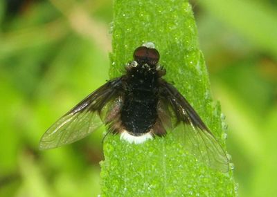Ogcodocera leucoprocta; White-face Bee Fly; male