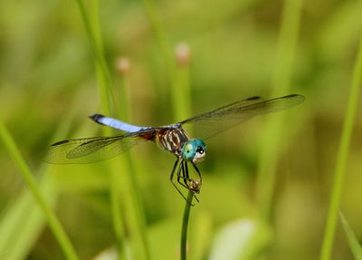 Pachydiplax longipennis; Blue Dasher; male