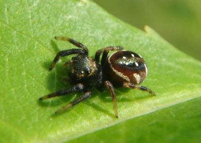 Paraphidippus aurantius; Jumping Spider species