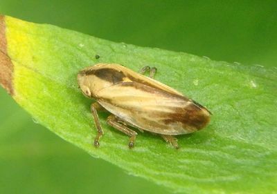 Philaenus spumarius; Meadow Spittlebug