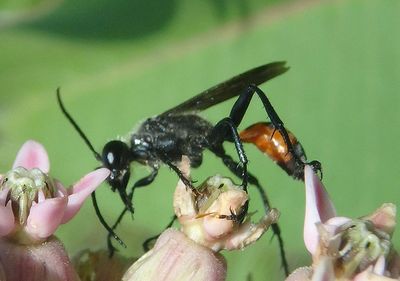 Prionyx Thread-waisted Wasp species