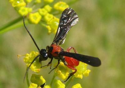 Cardiochilinae Braconid Wasp species