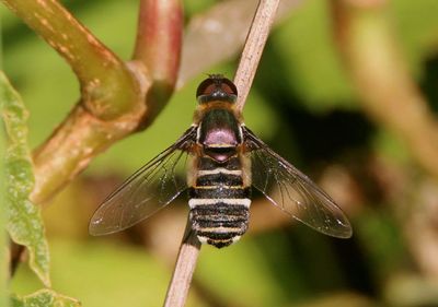 Villa Bee Fly species