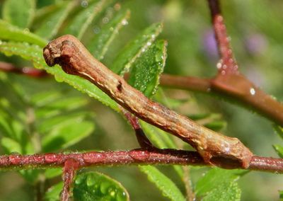 6597 - Ectropis crepuscularia; Small Engrailed Moth caterpillar