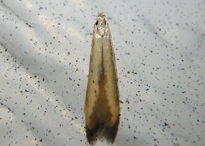 1725 - Stereomita andropogonis; Twirler Moth species 