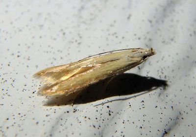 1725 - Stereomita andropogonis; Twirler Moth species