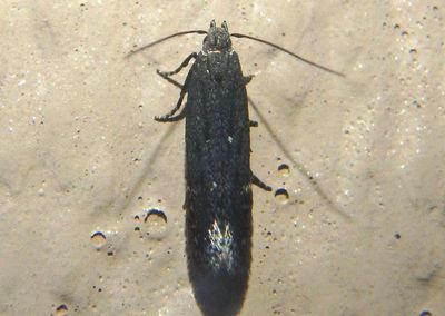 2222 - Aproaerema palpilineella; Twirler Moth species