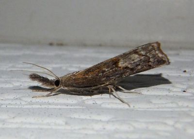 5379-5383 - Neodactria Crambid Snout Moth species