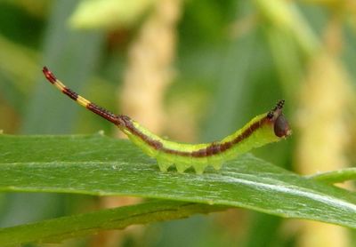 7937 - Furcula cinerea; Gray Furcula caterpillar; early instar