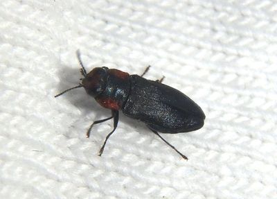 Anthaxia viridicornis; Metallic Wood-boring Beetle species 