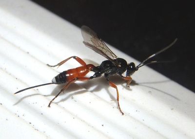Aritranis director; Ichneumon wasp species; female