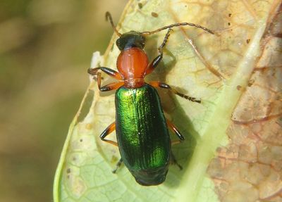 Calleida punctata; Ground Beetle species