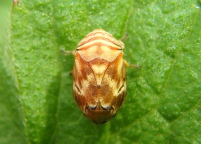 Clastoptera arborina; Red Cedar Spittlebug