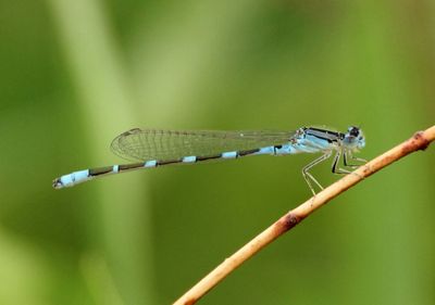 Enallagma carunculatum; Tule Bluet; young male