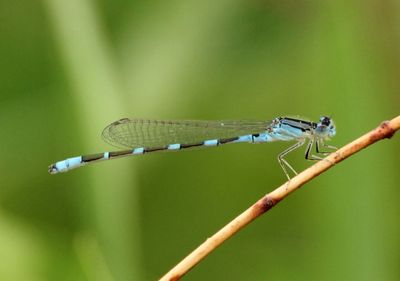 Enallagma carunculatum; Tule Bluet; young male