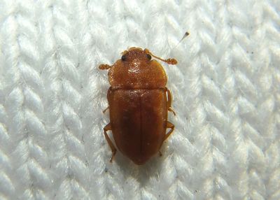 Epuraea Sap-feeding Beetle species; male