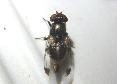 Euxesta notata; Picture-winged Fly species; female 