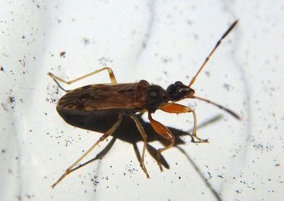 Heraeus plebejus; Dirt-colored Seed Bug species