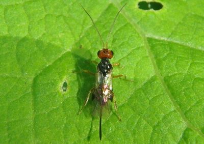 Braconidae Braconid Wasp species; female