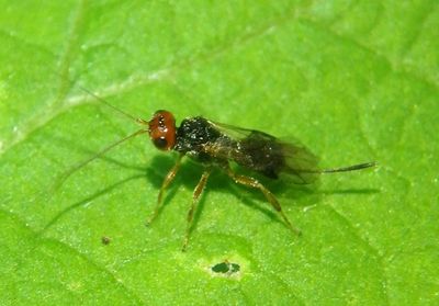 Cenocoeliinae Braconid Wasp species; female