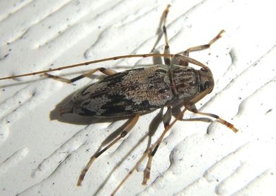 Lepturges angulatus; Flat-faced Long-horned Beetle species 
