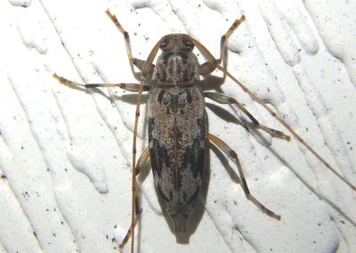 Lepturges angulatus; Flat-faced Long-horned Beetle species 