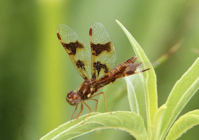 Perithemis tenera; Eastern Amberwing; female