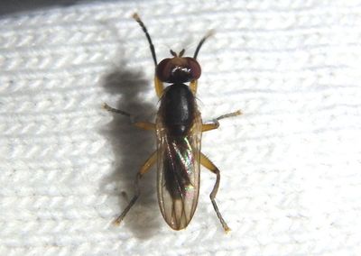 Pteromicra Marsh Fly species 