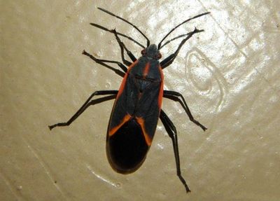 Boisea trivittata; Eastern Boxelder Bug