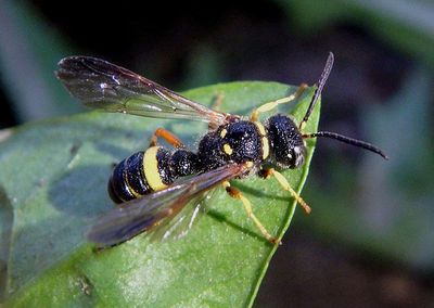 Cerceris Apoid Wasp species