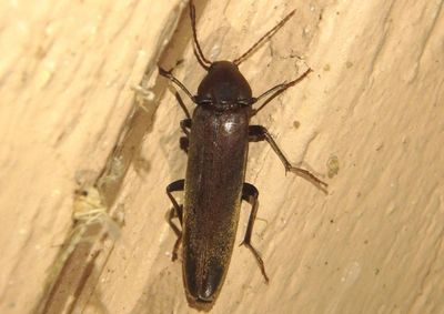 Enchodes sericea; False Darkling Beetle species
