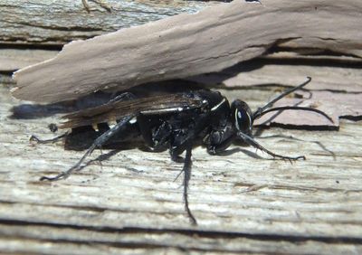 Episyron quinquenotatus; Spider Wasp species 