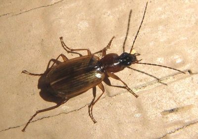 Europhilus Ground Beetle species