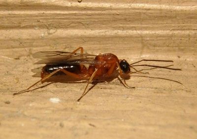 Formica vinculans; Wood Ant species; male