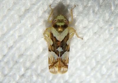 Sanctanus sanctus; Leafhopper species