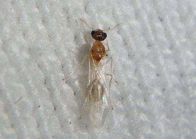 Temnothorax curvispinosus; Acorn Ant species; male 