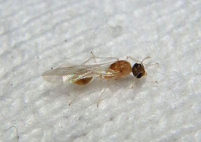 Temnothorax curvispinosus; Acorn Ant species; male 