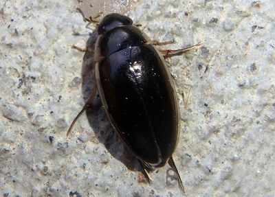 Tropisternus lateralis; Water Scavenger Beetle species