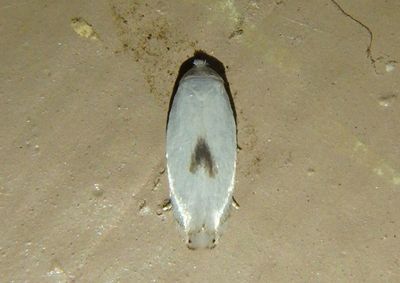0119-0124 - Pseudopostega White Eyecap Moth species