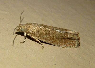 3042 - Pelochrista vagana; Tortricid Moth species