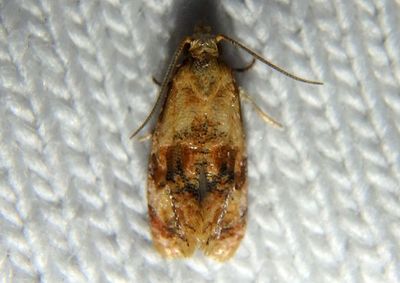 3769 - Cochylis bucera; Tortricid Moth species
