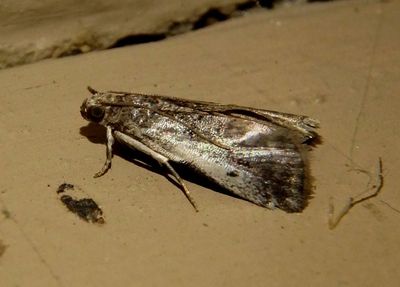 5663 - Acrobasis tumidulella; Pyralid Moth species