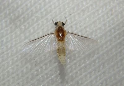 Caenis Small Squaregilled Mayfly species