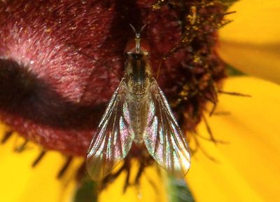 Geron Bee Fly species 