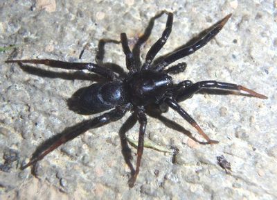 Gnaphosidae Ground Spider species