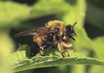 Laphria sacrator; Bee-like Robber Fly species