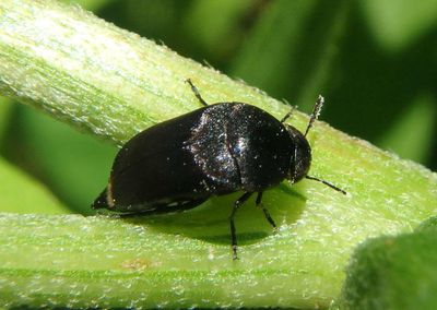 Mordella Tumbling Flower Beetle species