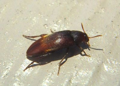 Orchesia False Darkling Beetle species