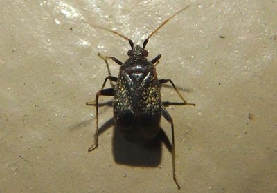 Texocoris nigrellus; Plant Bug species